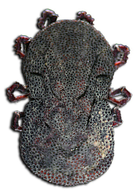 <p>What tick is this?</p>