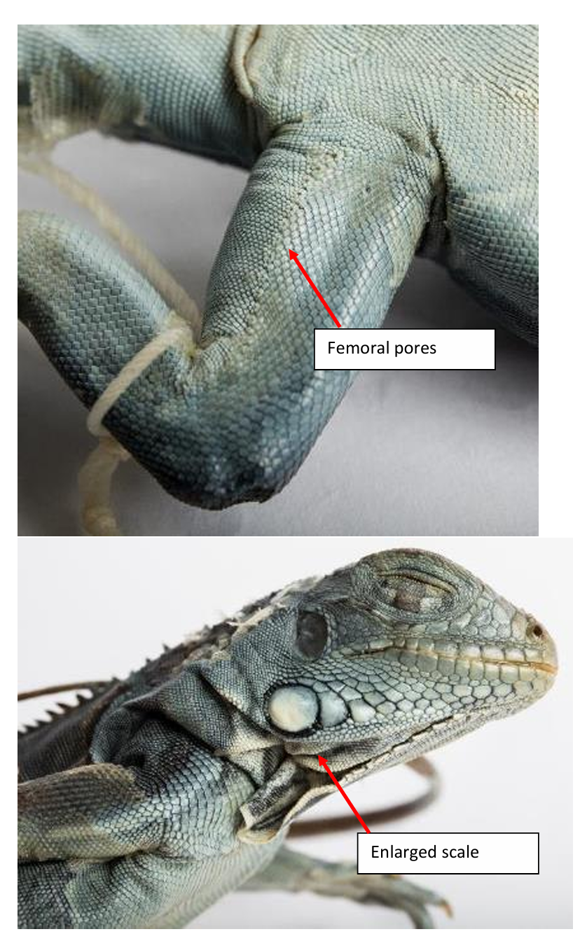 <p>Order: Squamata</p><p>Suborder: Lacertilia</p>