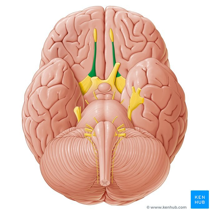 <p>What brain part is this?</p>