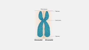 <p>Describe a centromere.</p>