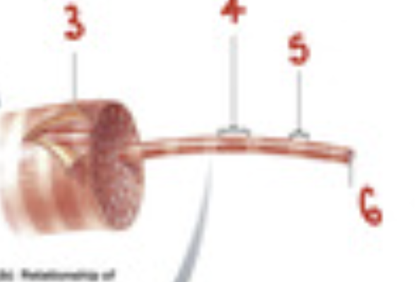<p>a single muscle cell</p>