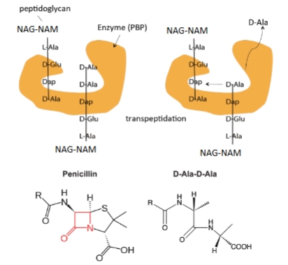 <p>1. Wat is D-Ala-D-Ala en de normale situatie (Bovenste helft)</p><p>Het peptidoglycaan bestaat uit suikerketens (<strong>NAG-NAM</strong>) waar korte aminozuurstaifjes aan hangen.</p><ul><li><p><strong>De bouwstenen:</strong> Zoals je linksboven ziet, eindigt zo'n staartje oorspronkelijk op twee opeenvolgende D-alanine aminozuren: <strong>D-Ala-D-Ala</strong>.</p></li><li><p><strong>De transpeptidatie (Rechtsboven):</strong> Het oranje enzym <strong>PBP</strong> (transpeptidase) grijpt dit D-Ala-D-Ala uiteinde vast. Het enzym knipt de allerlaatste D-Ala eraf (<em>D-Ala vliegt weg</em>). De energie die hierbij vrijkomt, gebruikt het enzym om het resterende <strong>D-Ala</strong> direct vast te lassen aan het aminozuur <strong>Dap</strong> (of lysine) van een <em>andere, tegenoverliggende</em> NAG-NAM-keten.</p></li><li><p><strong>Het resultaat:</strong> De celwand krijgt zijn ijzersterke dwarsverbindingen.</p></li></ul><p></p><p>2. Het geheim van Penicilline: Structurele analogie (Onderste helft)</p><p>Kijk nu goed naar de twee chemische structuren onderaan de dia. Dit verklaart de hele werking:</p><ul><li><p><strong>De gelijkenis:</strong> Penicilline (links) en het natuurlijke substraat D-Ala-D-Ala (rechts) lijken qua ruimtelijke 3D-structuur bizar veel op elkaar. Let vooral op het rode vierkantje in de penicilline-structuur: dit is de <strong>bètalactamring</strong>.</p></li><li><p><strong>De moleculaire truc:</strong> Omdat de bètalactamring qua vorm en chemische bindingen sprekend lijkt op de peptidebinding tussen de twee D-Ala's, trapt het oranje PBP-enzym hier met open ogen in. Dit fenomeen noemen we <strong>structurele analogie</strong> (substraat-mimicry).</p></li></ul><p></p><p>3. Hoe penicilline de boel saboteert</p><ul><li><p>Wanneer je penicilline toevoegt, denkt het PBP-enzym dat hij een normale D-Ala-D-Ala-keten grijpt.</p></li><li><p>In plaats daarvan bindt het enzym aan de reactieve bètalactamring van de penicilline. De ring springt open en vormt een <strong>onomkeerbare, covalente binding</strong> met het actieve centrum van het enzym.</p></li><li><p>Het enzym raakt permanent 'verstopt' en is definitief uitgeschakeld. Het kan de stap rechtsboven (koppelen aan Dap) nooit meer uitvoeren, waardoor de celwand poreus blijft en de bacterie openbarst.</p></li></ul><p></p>