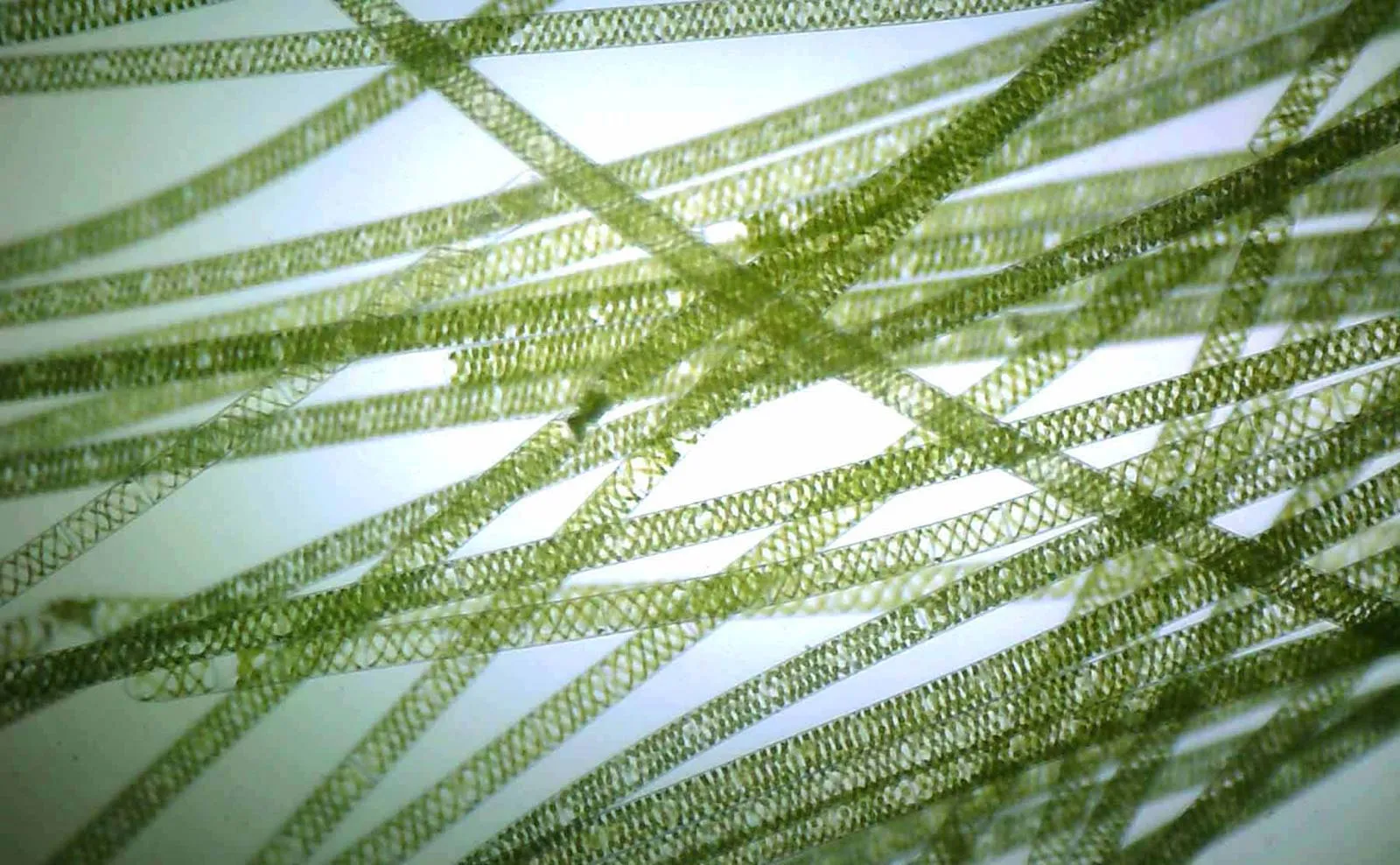 <ul><li><p>One type is the spirogyra which lacks the following: flagellated sperm, cutcile, stomata, sporophyte leaves, microphyll leaves, megaphyll leaves, xylem/phloem, tracheids, sporophyte dominance, xylem vessels, pollen tubes, seeds, and flowers</p></li><li><p>Another type is a chara which lacks everything above except for flagellated gametes which it has</p></li><li><p>Freshwater green algae that is terrestrial</p></li><li><p>Spirogyra is long and unbranched filaments with cylindrical cells and spiral-shaped chloroplasts</p></li><li><p>Chara has a main central axis with nodes from which whorls of smaller branches extend and it anchored by root-like structures called rhizoids</p></li></ul><p></p>