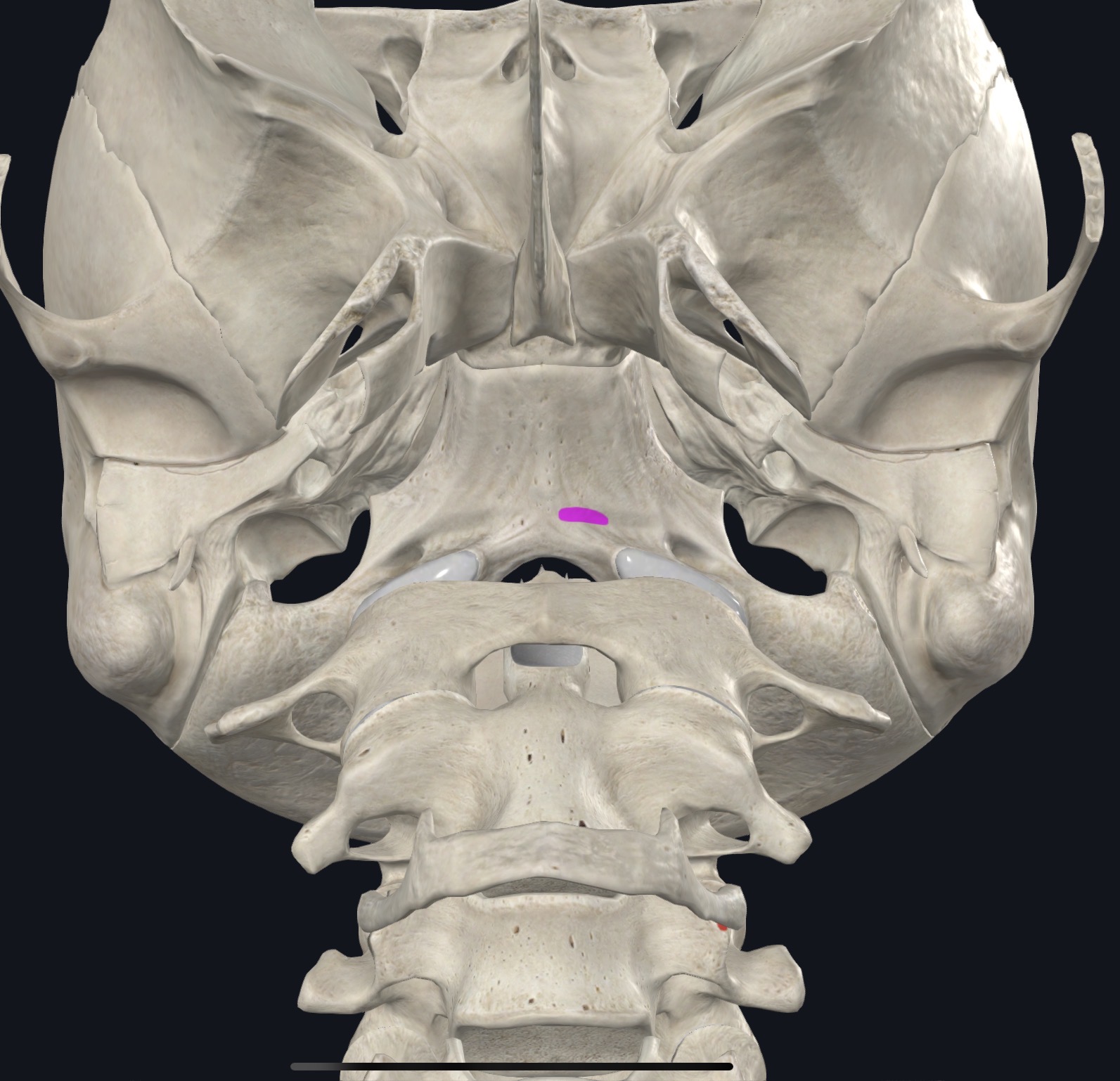 <p>Basilar part of occipital bone </p>