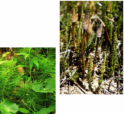 <p>common horsetail</p>
