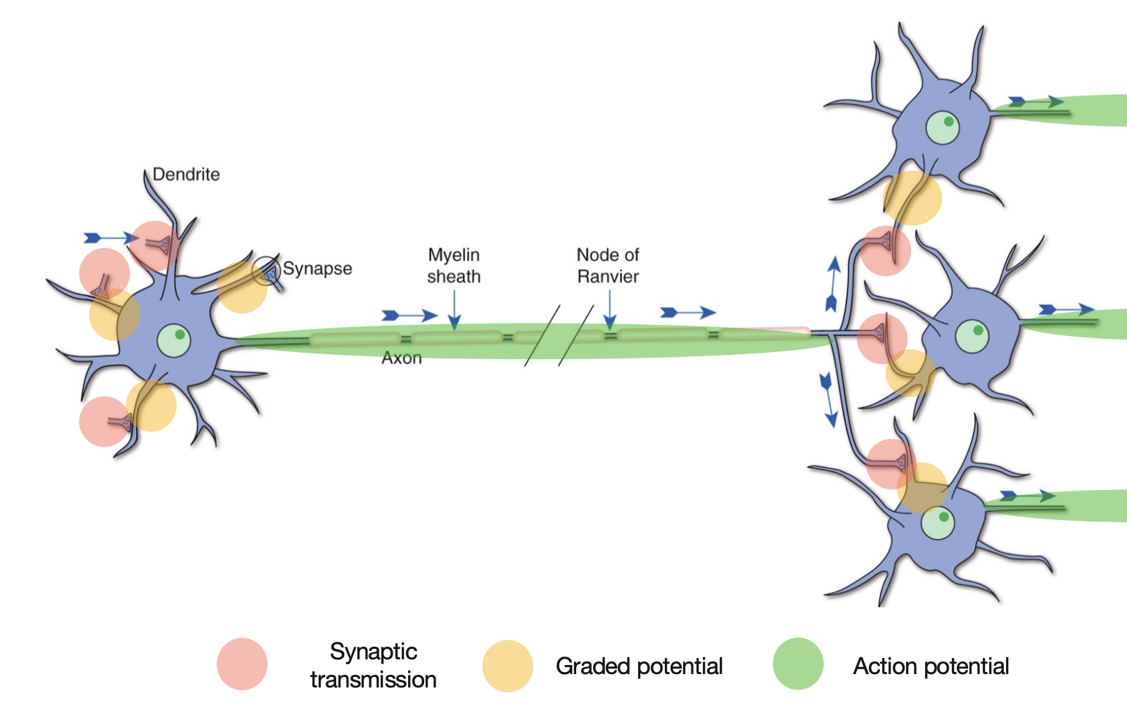 <ul><li><p>Ligand-gated channels.</p></li><li><p>Most abundant in <strong>dendrites</strong> and <strong>cell bodies</strong> because it is where neurotransmitters are caught.</p><ul><li><p>Then the channel opens to let ions pass through → creates a localised change in voltage → <strong>graded potential</strong>.</p></li></ul></li></ul><p></p>