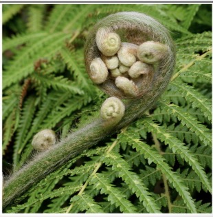 <p>The phylum of seedless vascular plants that includes ferns, horsetails (Equisetum), and whisk ferns. They contain sori.</p>