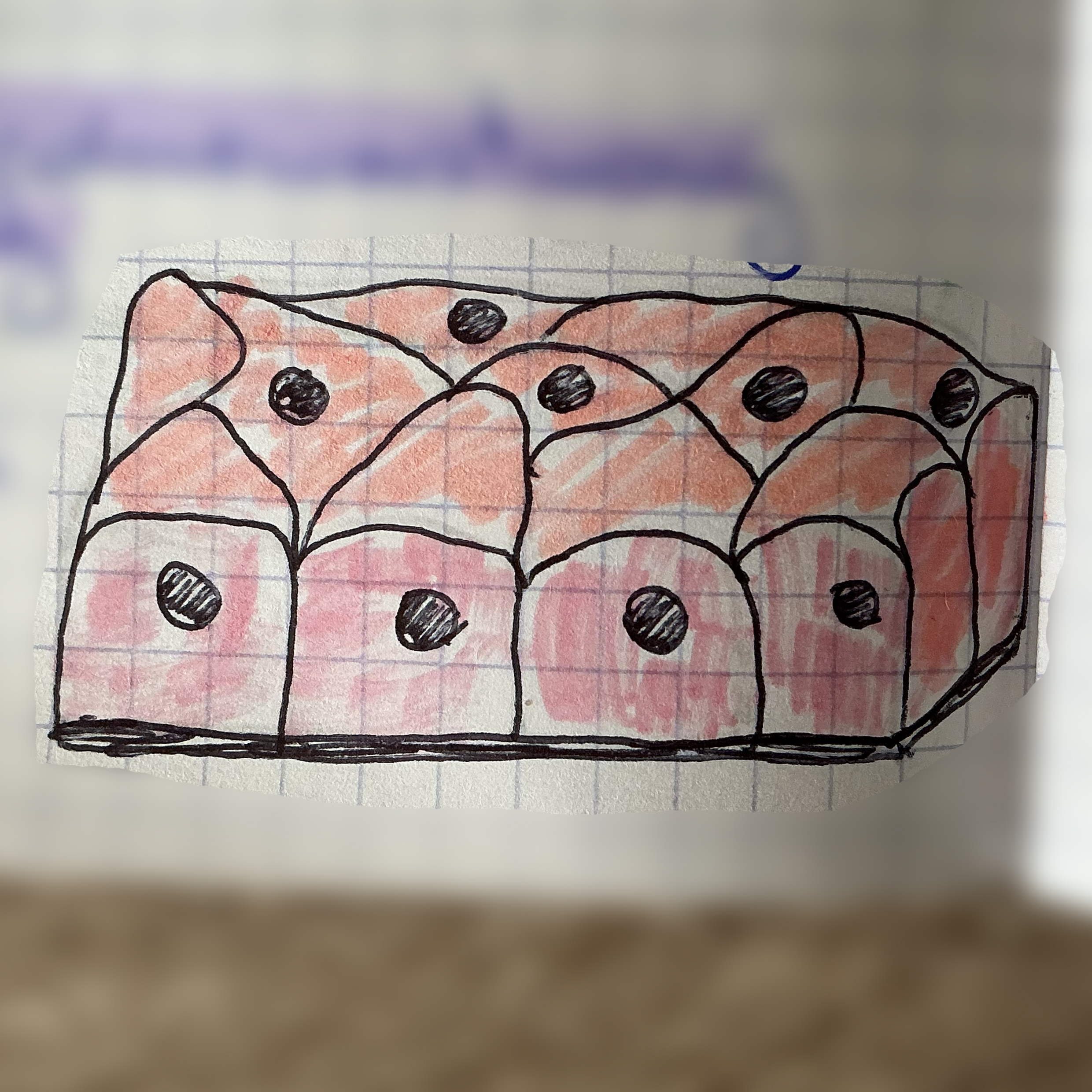 <p>jaka to tkanka?</p>