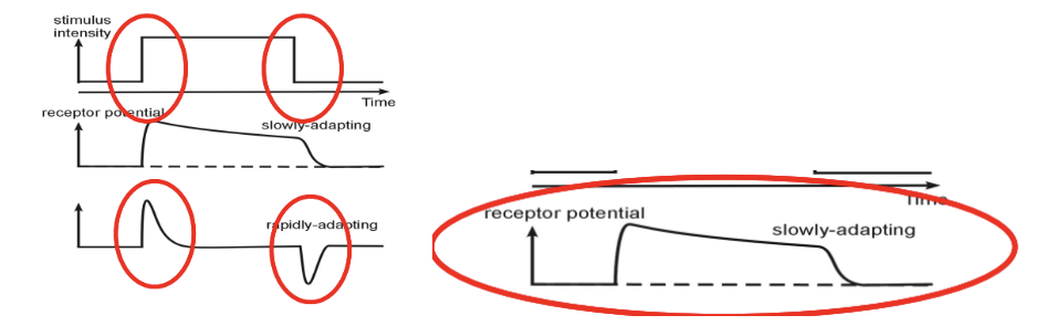 <ul><li><p><span style="background-color: transparent;">Adaptation: the membrane potential the decaying over time even though the stimulus intensity is the same</span></p></li><li><p><span style="background-color: transparent;">Types</span></p></li></ul><ol><li><p><span style="background-color: transparent;"><strong>Slowly adapting</strong></span></p></li></ol><ul><li><p><span style="background-color: transparent;">The receptor potential is sustained during stimulus but is only interested in any overall changes in magnitude of stimulus</span></p></li></ul><p></p><ol start="2"><li><p><span style="background-color: transparent;"><strong>Rapid adapting</strong></span></p></li></ol><ul><li><p><span style="background-color: transparent;">Receptor potential elicited by the change in stimulus energy and decays to zero when constant</span></p></li><li><p><span style="background-color: transparent;">Very interested in the velocity of the stimulus being delivered</span></p></li></ul><p></p>