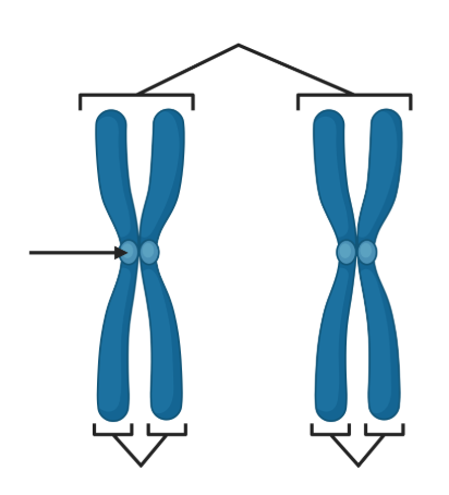 <p><strong>Chromosomes</strong> = individual DNA molecules that contain a portion of entire genome </p><p><strong>Homologous chromosome pair</strong> = pairs of homologous chromosomes that contain genes in the same order </p><ul><li><p>One chromosome inherited from each parent </p></li></ul><p><strong>Sister chromatids</strong> = identical, attached copies of a single chromosome that form dyads</p><p><strong>Dyads</strong> = replicated chromosomes w/ 2 sister chromatids in X formation</p><p><strong>Centromeres</strong> = regions of DNA that connect sister chromatids in dyad</p><p><strong>Kinetochores</strong> = proteins on sides of centromeres → help MTs pull sister chromatids apart during cell division</p><p></p>