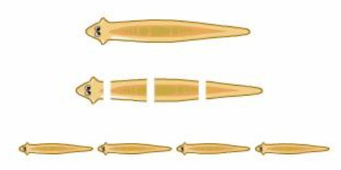 <p>Planarians can reproduce asexually through ______. They are _________ but can commonly cross-fertilize</p>
