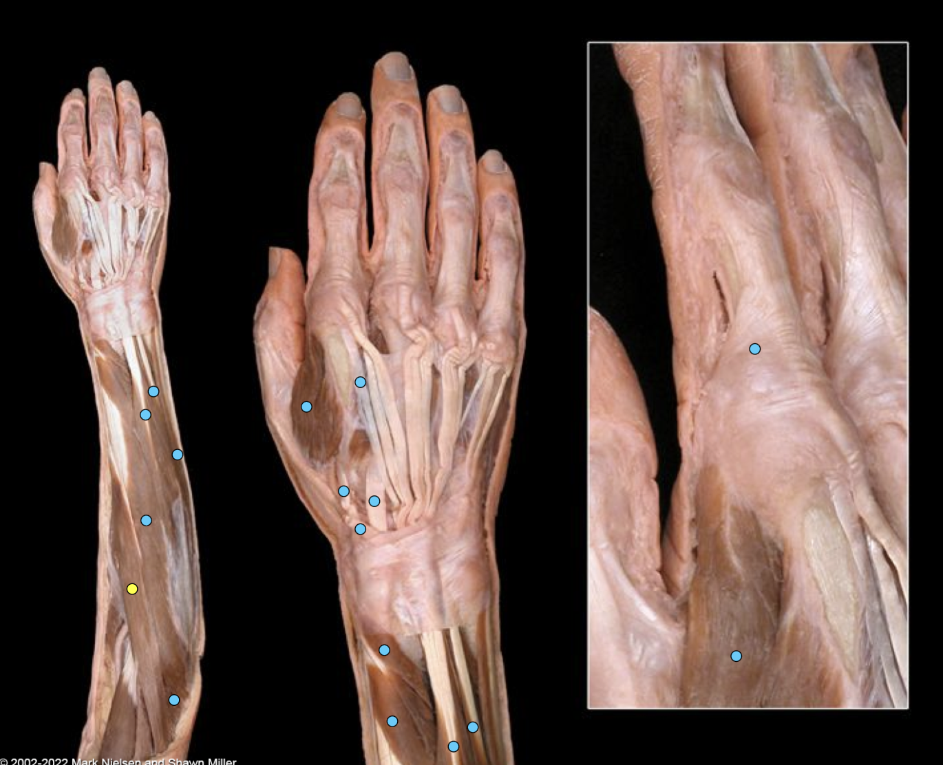 knowt flashcard image