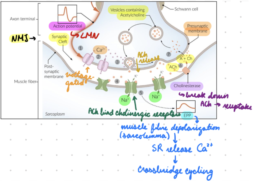 <p>Presynaptic neuron</p><ol><li><p>Receive AP from axon = Presynapatic membrane depolarize = Open voltage-gated Ca2+ channels</p></li><li><p>Ca2+ influx into presynaptic terminal = Vesicles containing ACh fuse with presynaptic membrane = Release ACh into synaptic cleft</p></li></ol><p></p>