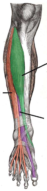 <p>ID muscle and innervation (purple)</p>