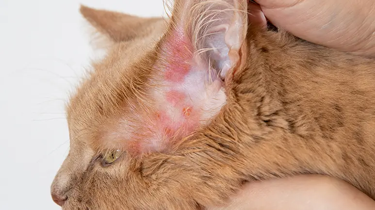 <p>Eosinophilic ulcers and plaques associations</p>