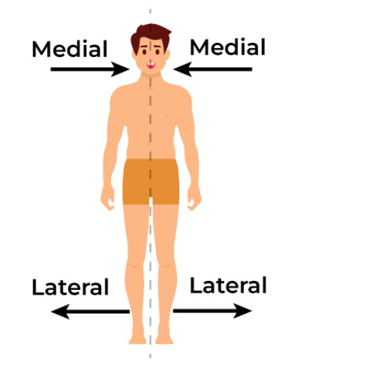 <p>A position that is farther away from the body's midline.</p>