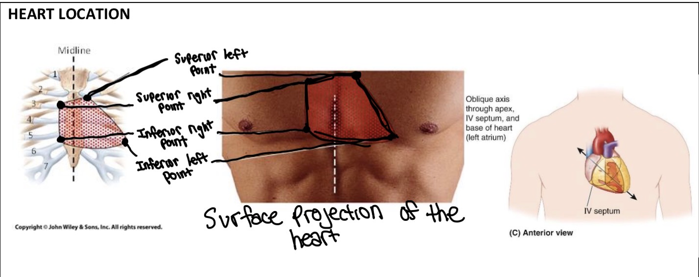 <p>Location of Heart on Surface</p>