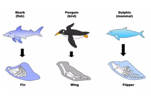 <p>Because different animals have similar environmental needs, they have adapted similar structures – even from across the world</p><p>This is why we can see structures that are similar in un-related organisms, otherwise called <strong>analogous structures</strong></p><p>This is evidence of <strong>convergent</strong> evolution</p>