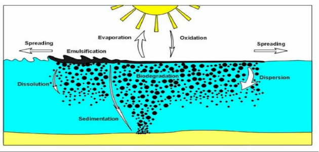 <p>Use the following illustration picture to explaining the processes that occur after oil spill</p>