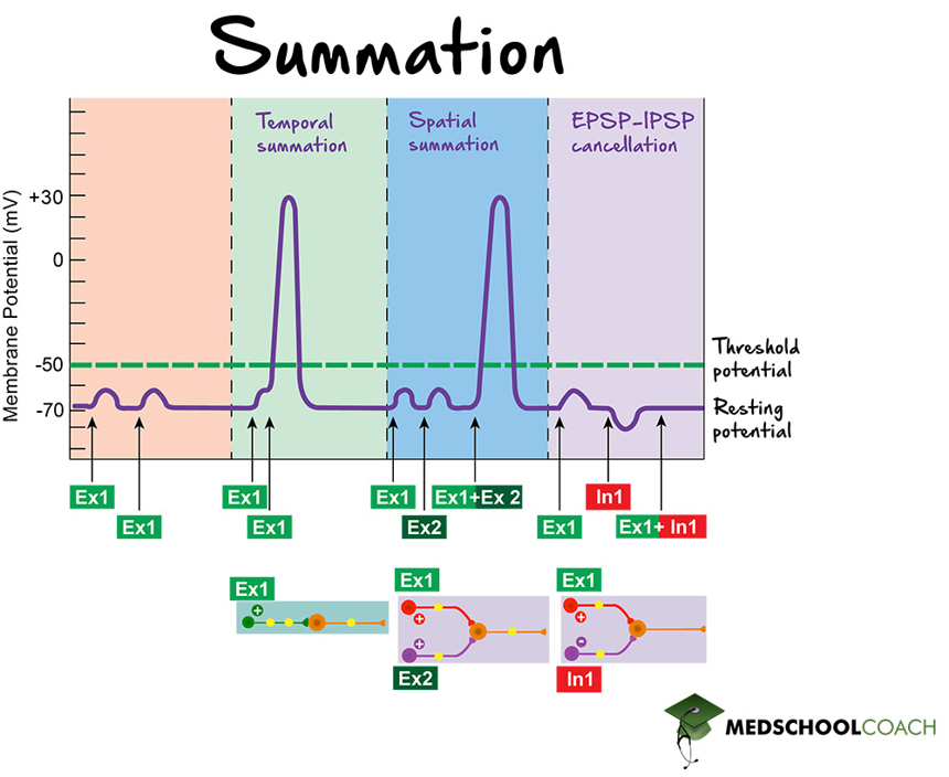 <p>A depolarizing postsynaptic potential that increases the likelihood of an action potential.</p>