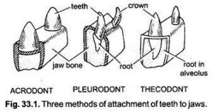 <p>primitive, larger root attached to inside of jaw</p>