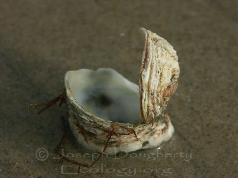 <p>Pacific Jewelbox</p>