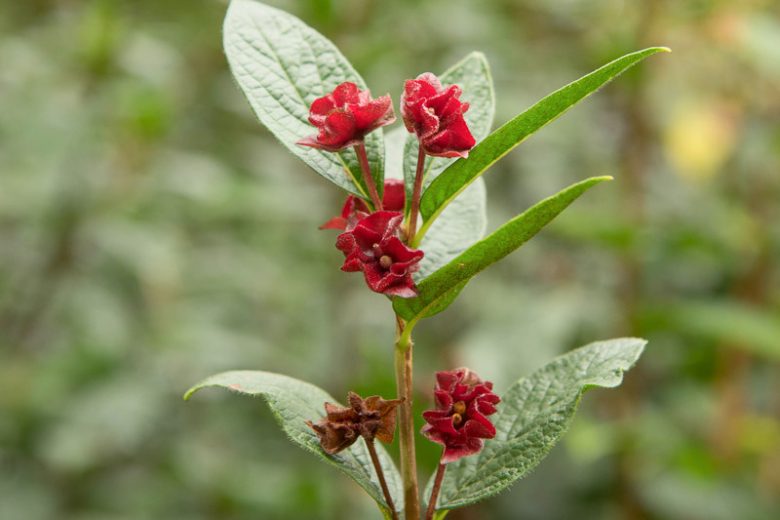 <p><span><em>Lonicera involucrata</em></span></p>