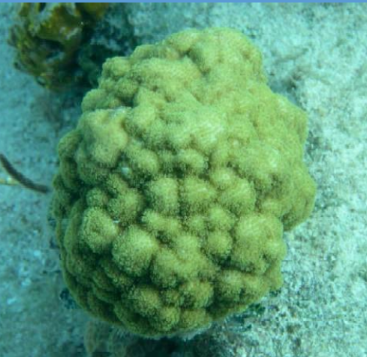<p>What is this massive coral from the Scleractinia order?</p>