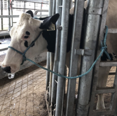 <p>1. pull free end of lead and releases</p><p>2. tension on lead towards animal does not release knot</p><p>3. can be tied without releasing tension on animal</p>