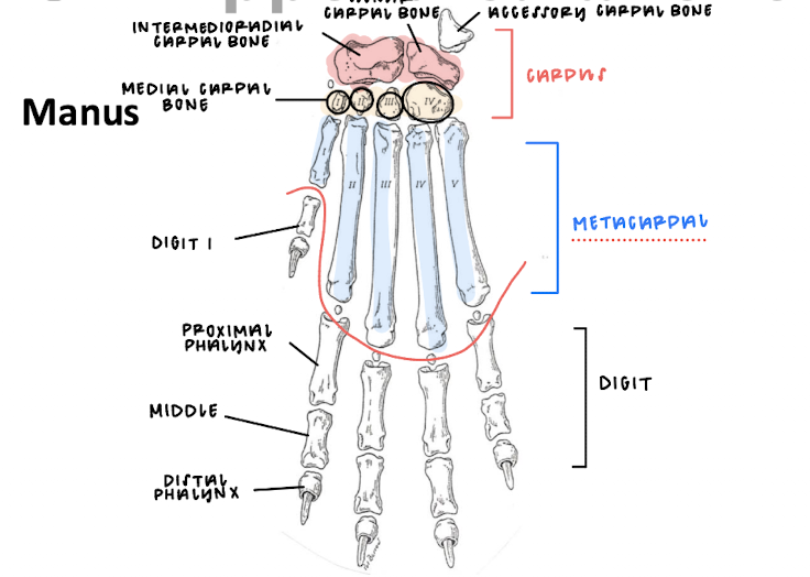 <p>The intermedioradial carpal bone, ulnar carpal bone, accessory carpal bone, medial carpal bone, carpus, metacarpal, digits, proximal/distal phalynx, and middle phalynx are all structures within the…</p>