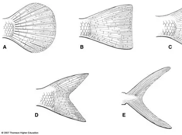 <p>B.</p>