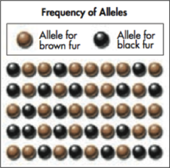 <p>number of times an allele occurs in a gene pool, compared to the total number of alleles in that pool for the same gene</p><p>i.e.</p><p>number of specific allele/total number of alleles for that gene</p>