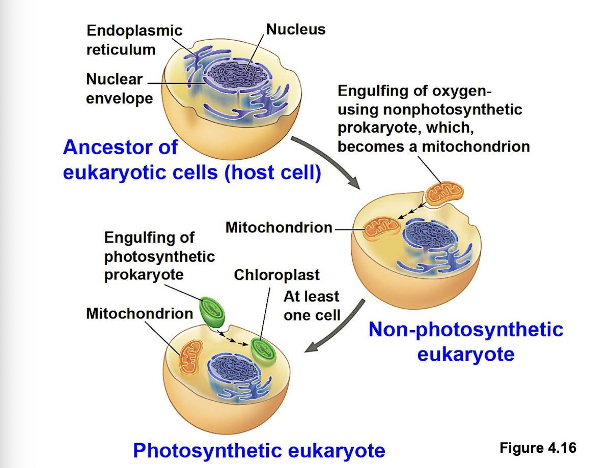<p>early ancestor of eukaryotic cells engulfed oxygen-using prokaryotic cell (bacteria) which formed endosymbiont relationship with the host. Host cell and bacteria merged into single eukaryotic cell with a mitochondrion. One of these cells might have later taken up photosynthetic prokaryote becoming the ancestor of cells that contain chloroplasts.</p>