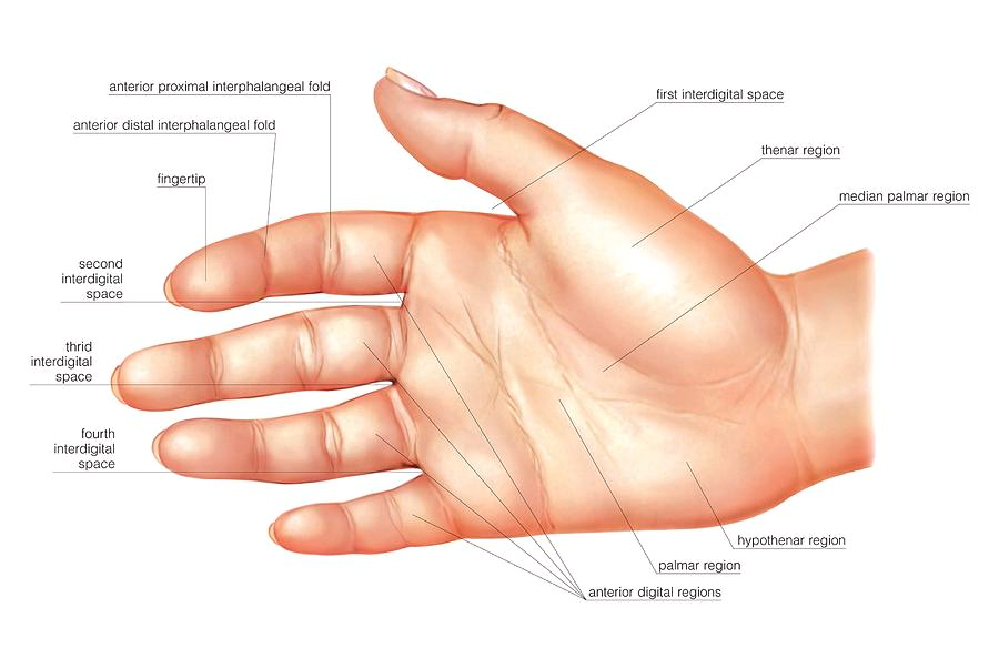 <p>(fingers)</p>