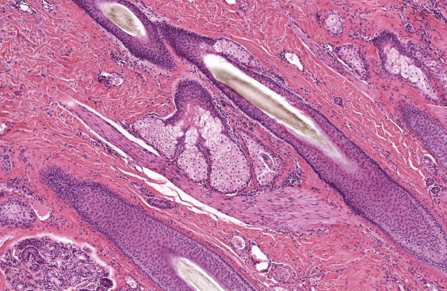 <p>Identify the Structure</p>