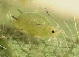<ol><li><p>Soybean aphid</p></li><li><p>Homoptera</p></li></ol><p></p>