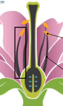 <p>Androecium</p><ul><li><p>stamen </p><ul><li><p>(anther &amp; filament)</p></li></ul></li></ul><p></p>