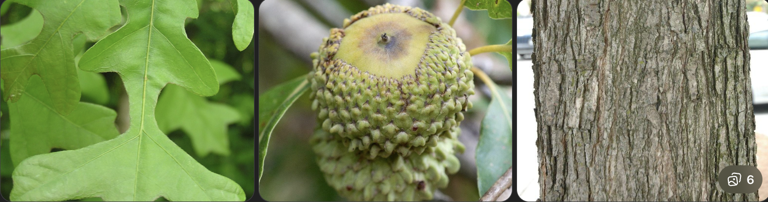 <p>Identify this tree</p>