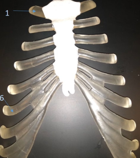 <p>What is this gummy thing pointing at?</p>