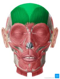 <p>Name of this muscle?</p>