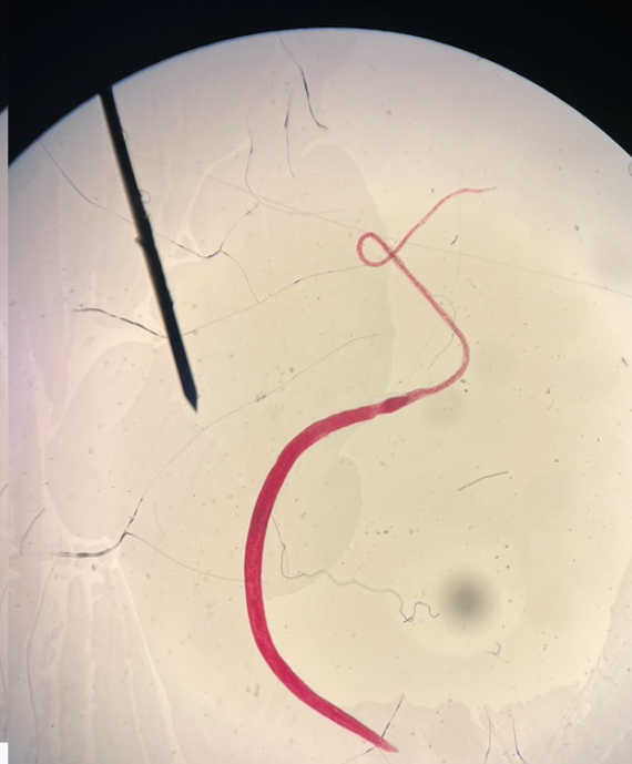 <p>What is this? Class and Phylum?</p>