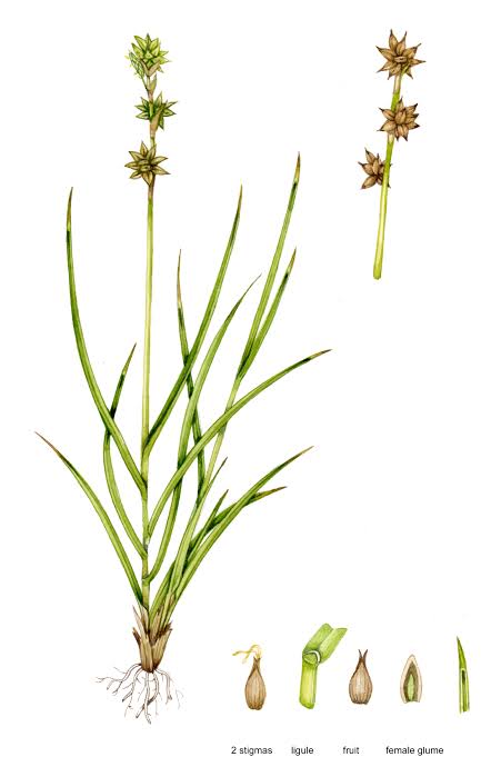 <p>Long green shiny leaves, and of course, star shaped fruits</p>