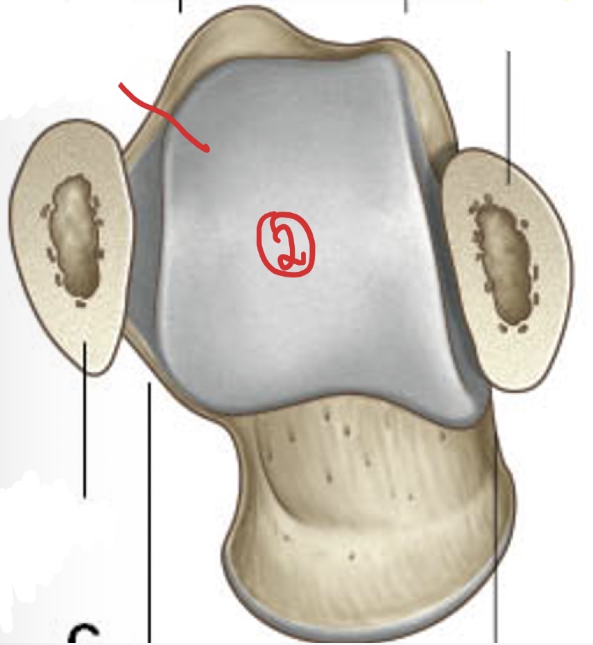 <p>Welke beenderige structuur is dit?</p>