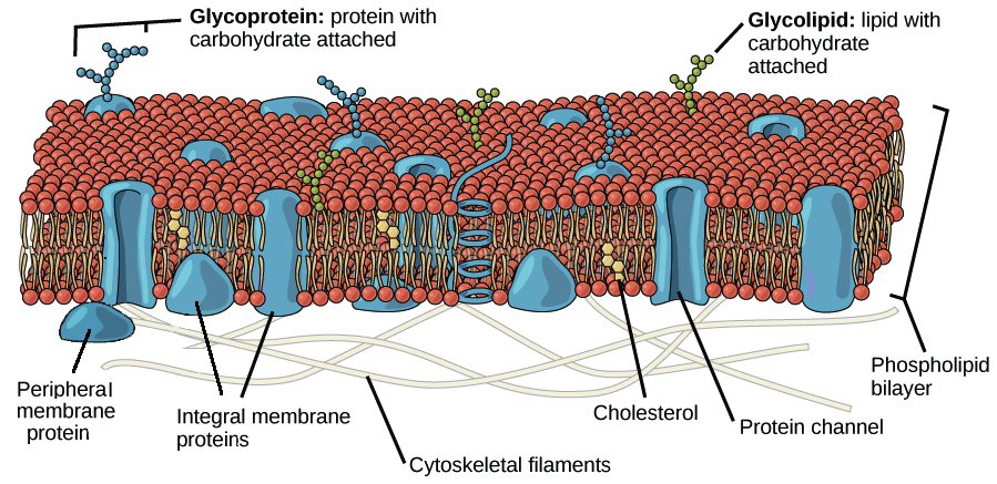 <p>Plasma Membrane</p>