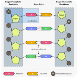 <p>thymine - adenine guanine - cytosine. different bases in different orders codes for different hair/eye colours</p>