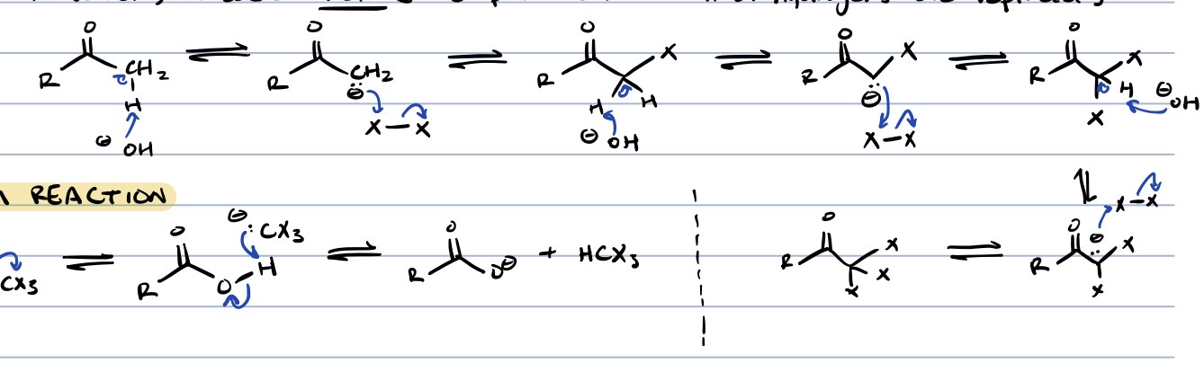 <p>enolate is produced thus all ⍺ hydrogens are replaced</p>