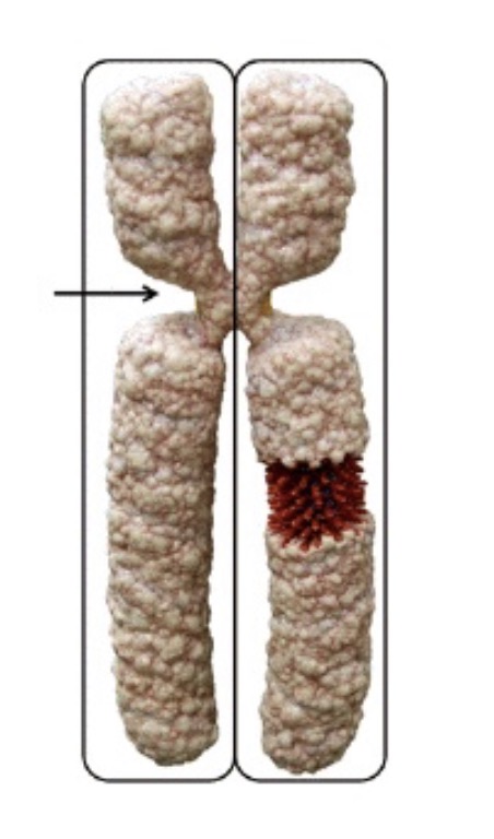 <p>is this a replicated or non-replicated chromosome</p>