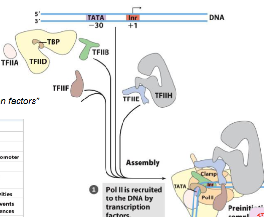 <ol><li><p>TBP: binds to TATA box</p></li><li><p>TFIIA: stab bind TFIIB + TBP to promoter</p></li><li><p>TFIIB: binds to TBP, ‘recruits’ it to Pol II-TFIIF complex</p></li><li><p>TFIID: NEEDED to start initiation if prom = no TATA box</p></li><li><p>TFIIE: recruits TFIIF</p></li><li><p>TFIIF: binds tightly to Pol II, binds to TFIIB + stops binding of Pol II to nonspecific DNA seq</p></li><li><p>TFIIH: unwinds DNA at promoter (helicase activity), phosphorylates Pol II (at CTD), recruits nucleotide-excision repair proteins</p></li></ol><p></p>