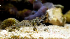 <p>- Up to 6 cm</p><p>- One of the few shrimp active during the day</p><p>- Has a variable pattern of golden spots and dark stripes on the transparent body</p>