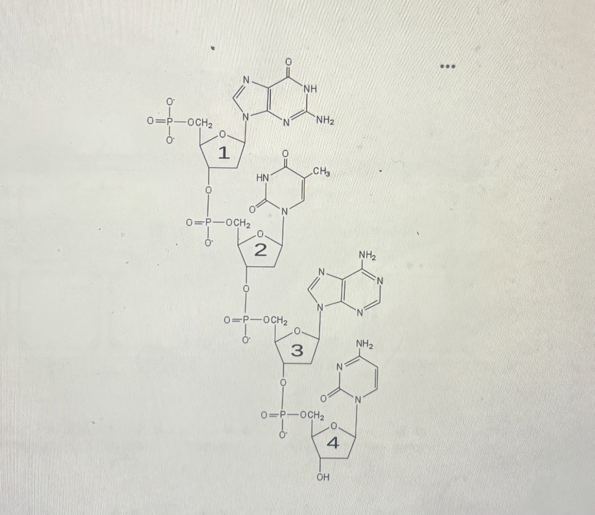 <p>The figure below depicts a single stranded nucleotide molecule. Nucleotides 1 and 3 are what type of nucleotide? </p><p></p><p>A. Deoxyribonucleic acid with a purine base</p><p>B. Deoxyribonucleic acid with a pyrimidine base </p><p>C. Ribonucleic acid with a purine base </p><p>D. Ribonucleic acid with a pyrimidine base </p><p>E. Deoxyribonucleic acid and an unknown nitrogenous base </p>